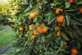 Tangor - Citrus tangerina